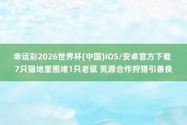 幸运彩2026世界杯(中国)IOS/安卓官方下载 7只猫地里围堵1只老鼠 荒原合作狩猎引善良